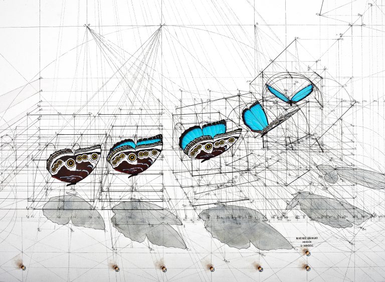 Morpho Sequence 1 — Rafael Araujo